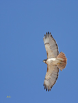Red-tailed Hawk 6611